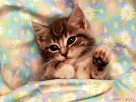 Cat Photo