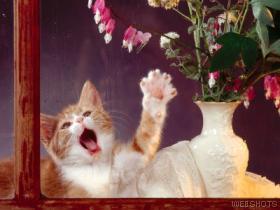 Cat Photo