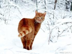 Cat Photo
