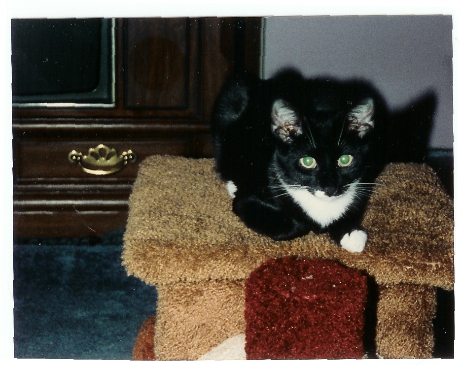 Diabetic Cat Boots
