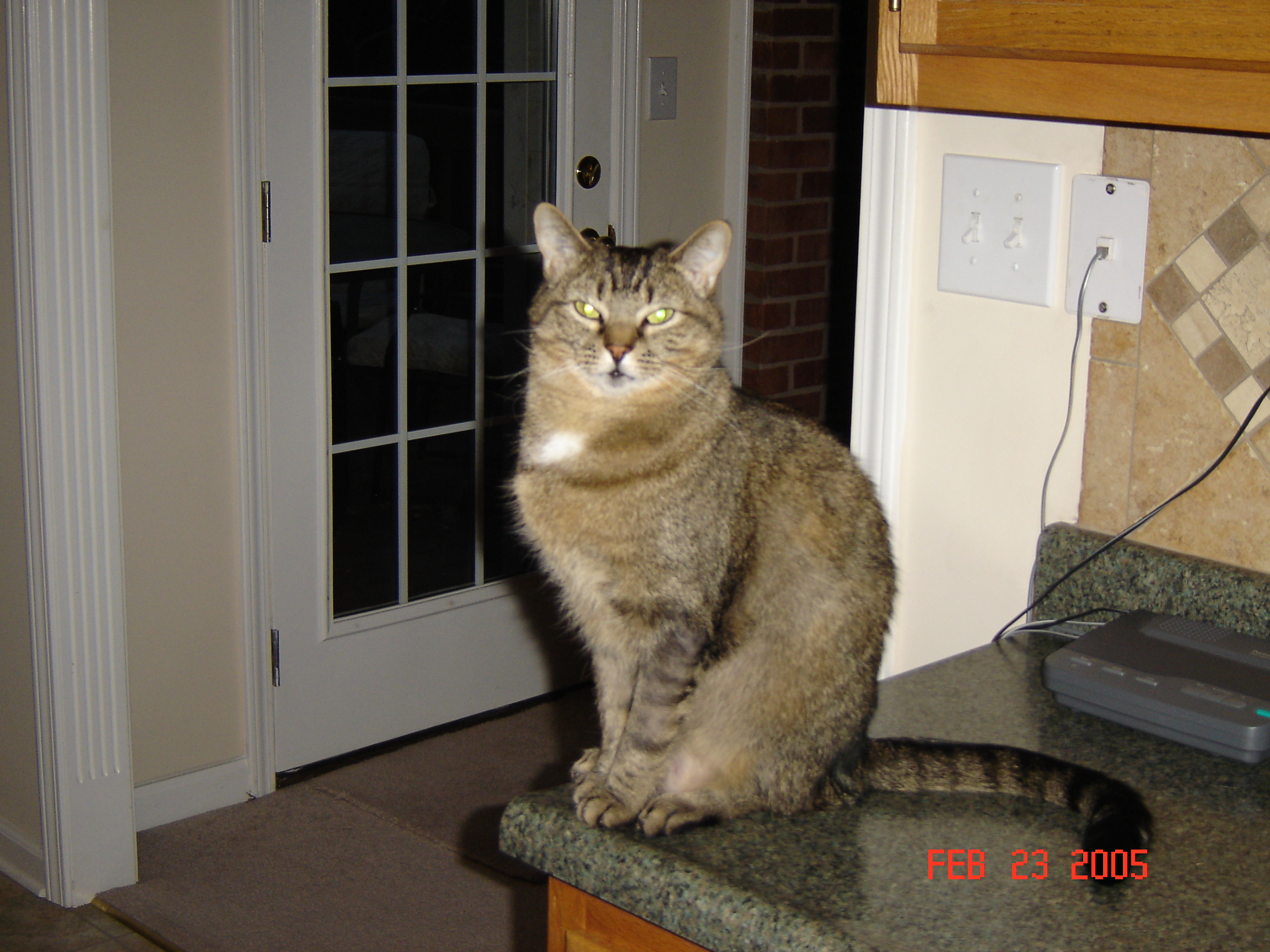 Diabetic cat Cletus