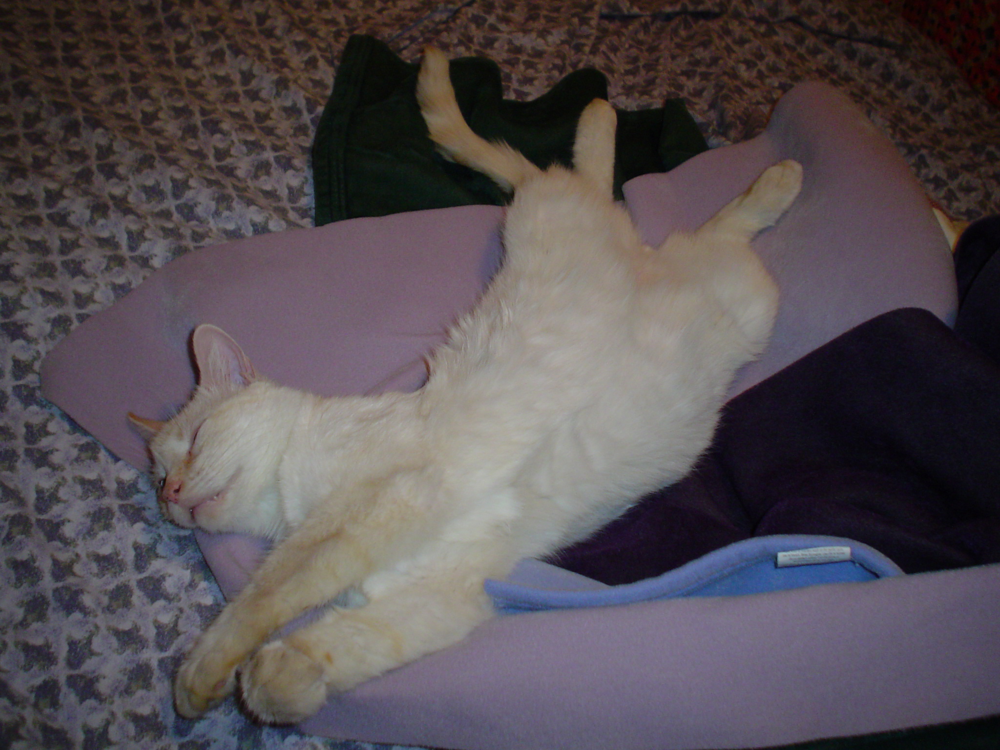 Diabetic Cat Max
