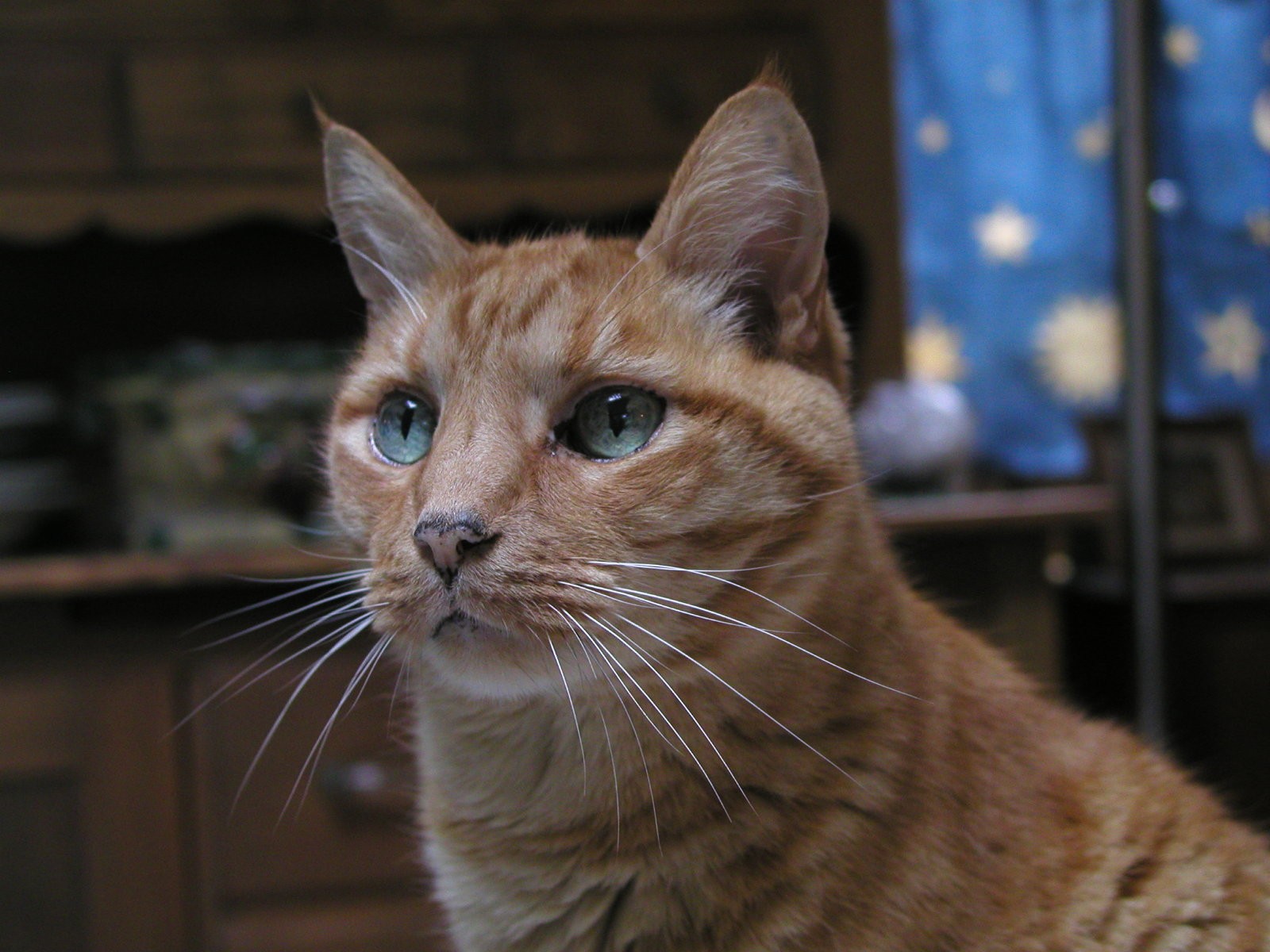Diabetic Cat Mr Kitty