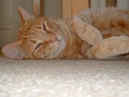 Diabetic feline picture link to diabetic cat's story