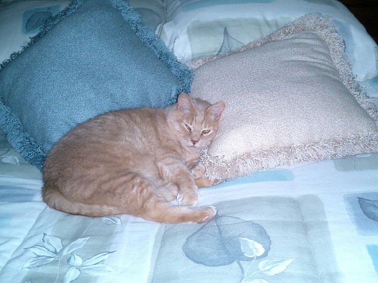 Diabetic Cat Peeve