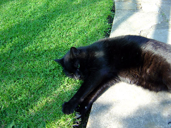 Diabetic Cat Sooty