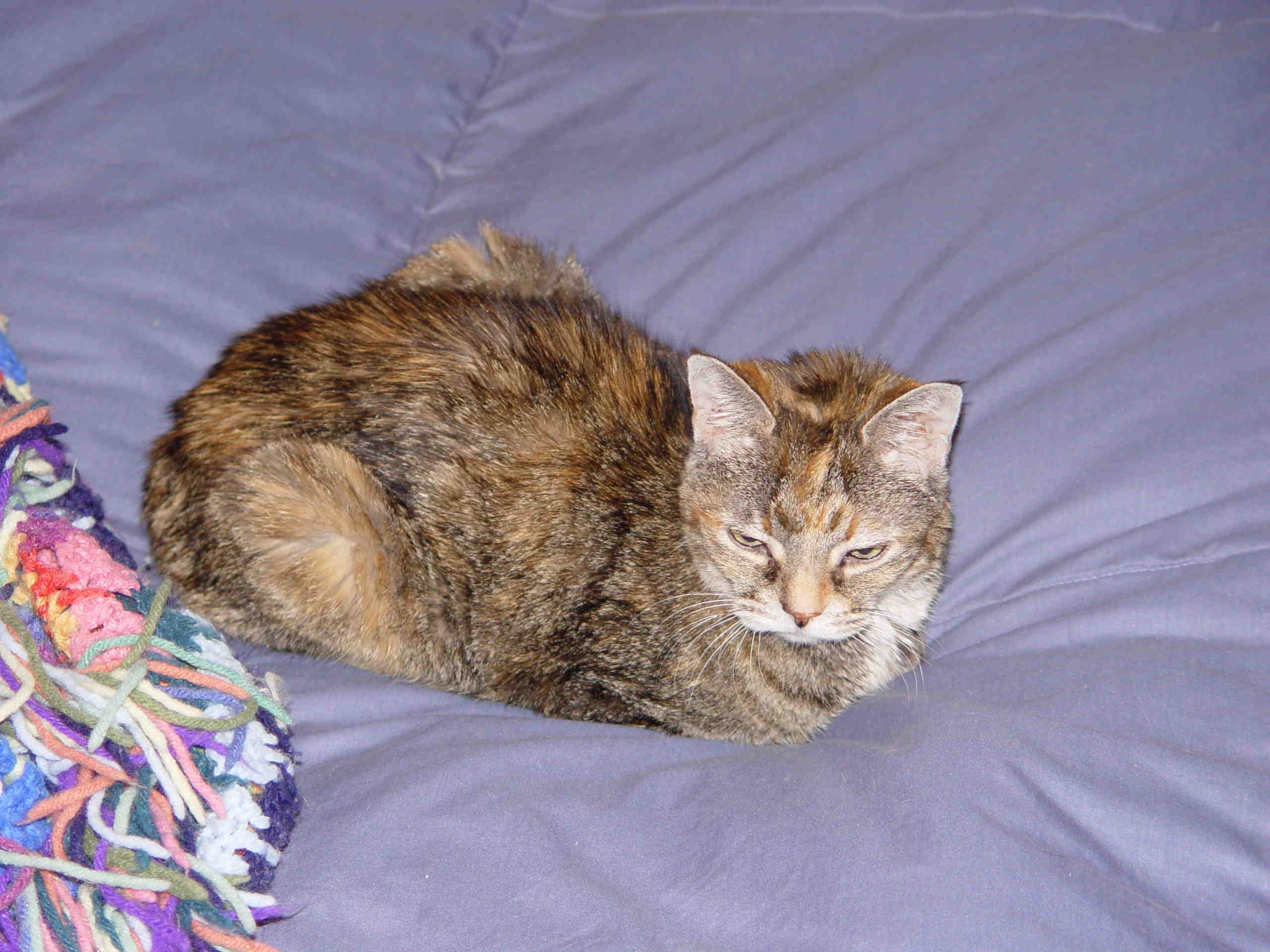 Diabetic Cat Tabitha