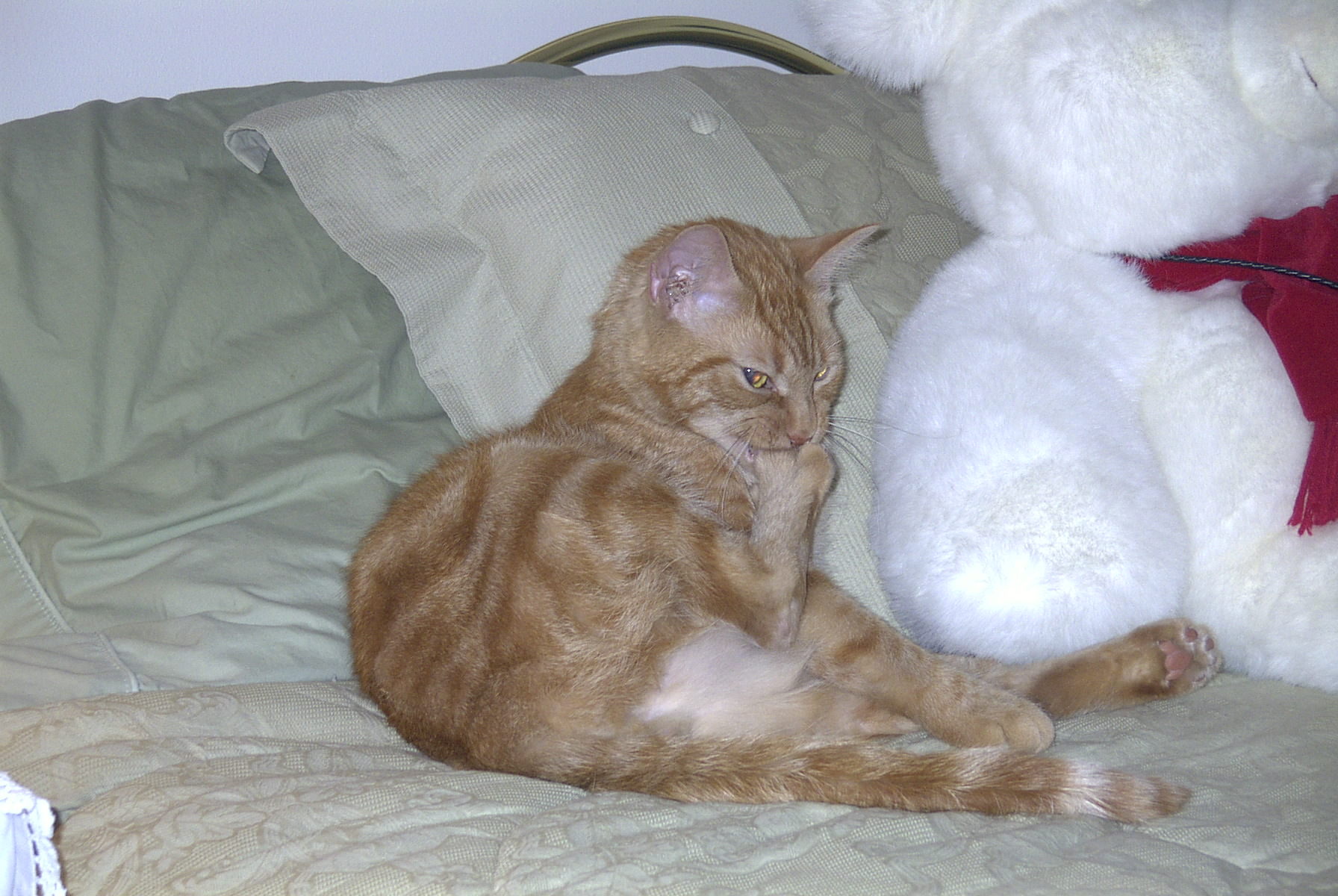 Diabetic Cat Theo