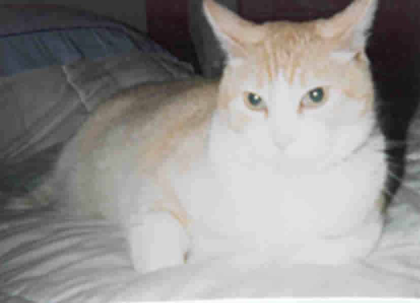 Diabetic Cat Tommy