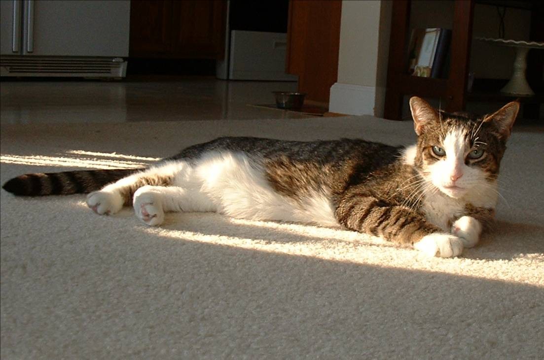 Diabetic Cat Felix