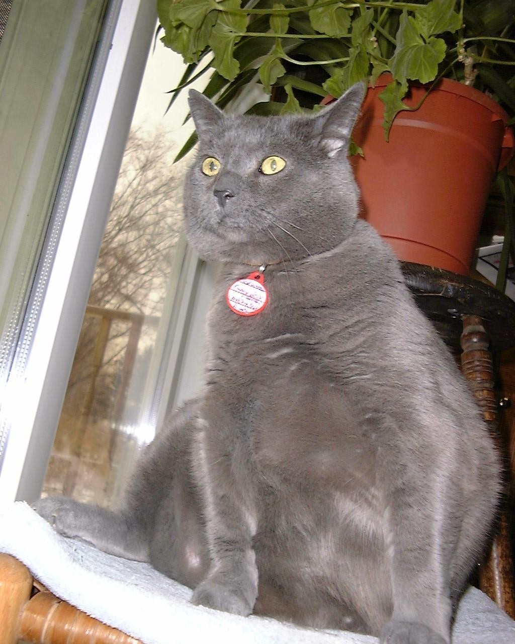 Diabetic Cat GreyBoy
