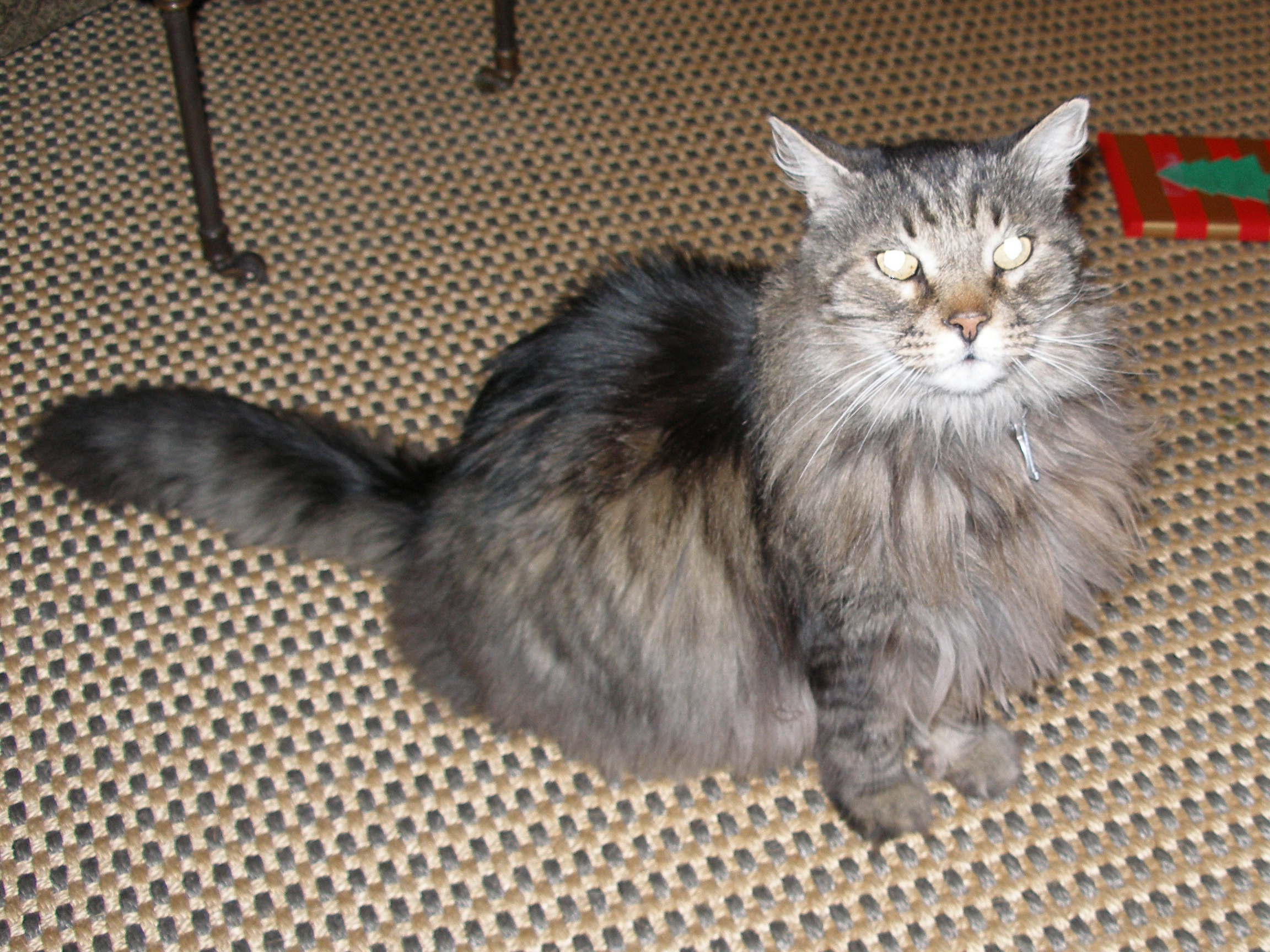 Diabetic cat Henry