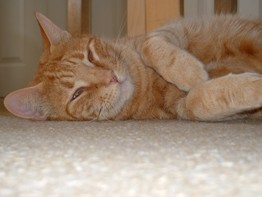 Diabetic Cat Murray