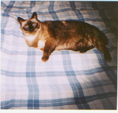 Diabetic Cat Nicole