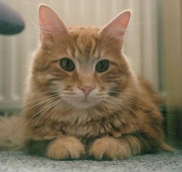 Sitting Diabetic Cat