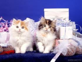 Diabetic Cats Photo