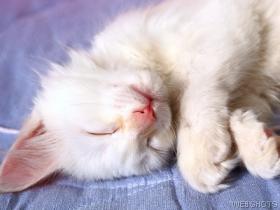 Sleeping Diabetic Cat Photo