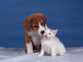 Photo of Diabetic Dog and Cat