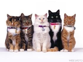 Five Cats Photo