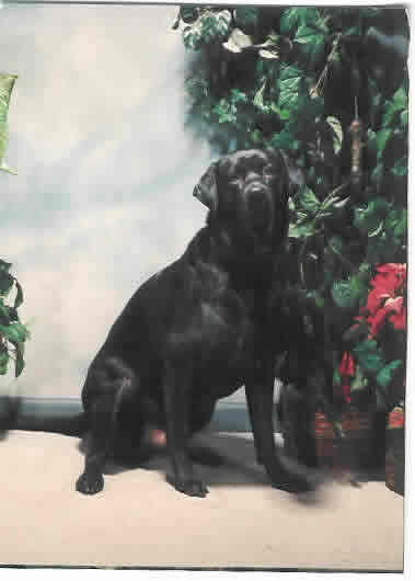 Diabetic Dog Thunder Photo