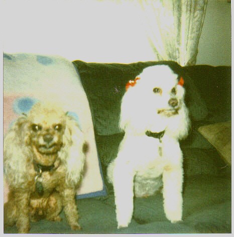 Diabetic Canine Sasha Photo
