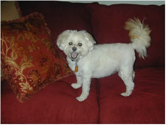 Diabetic Dog Max Photo