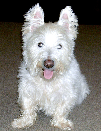 Diabetic Canine Winston