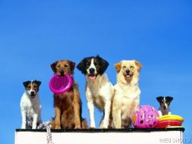 Diabetic Dogs Photo