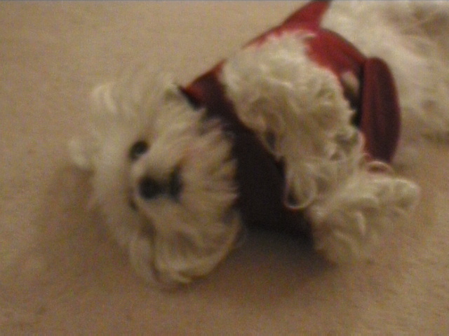 Diabetic Dog Kimba Photo