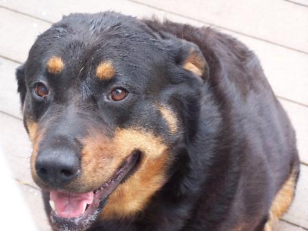 Diabetic Dog Roxie Photo