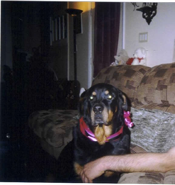 Diabetic Dog Sam Photo