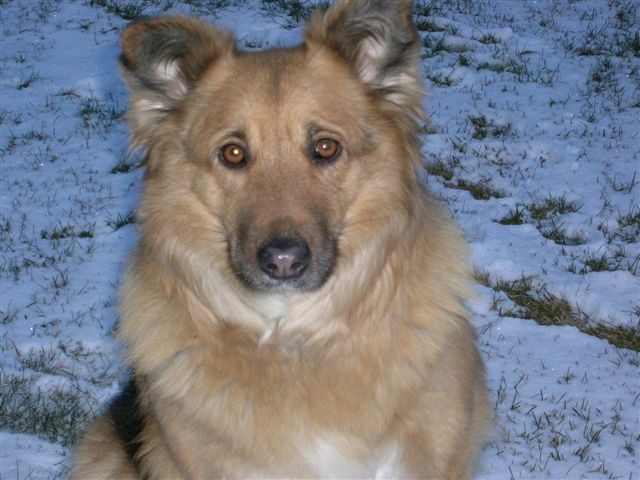 Diabetic Dog Sasha Photo