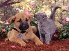 Diabetic Dog and Cat Photo