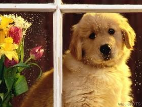 Diabetic dog photo