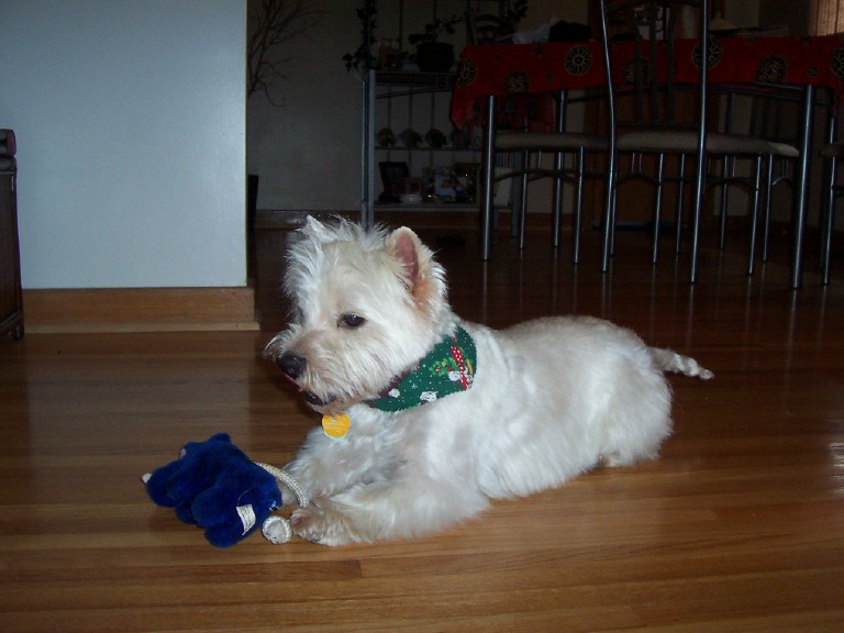 Diabetic Dog Max Photo