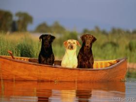 Diabetic dogs photo