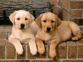 Diabetic dogs Photo