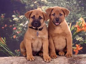 Photo of two diabetic dogs