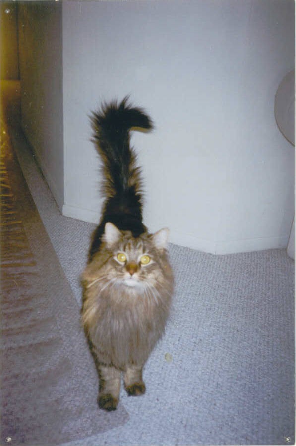 Diabetic Cat Grizzly Photo