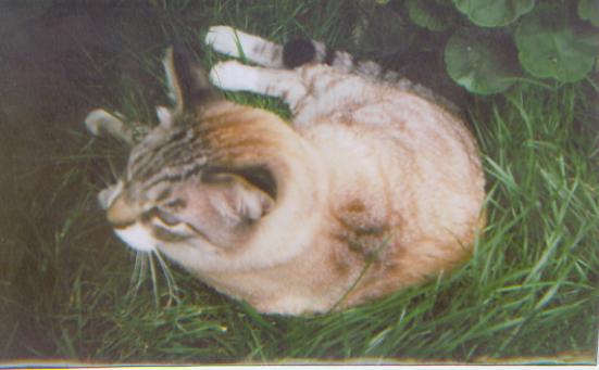 Diabetic Cat Sparky Photo
