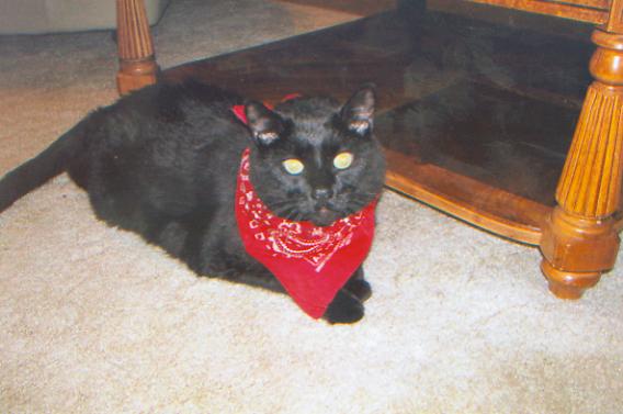 Diabetic Cat Toby Photo