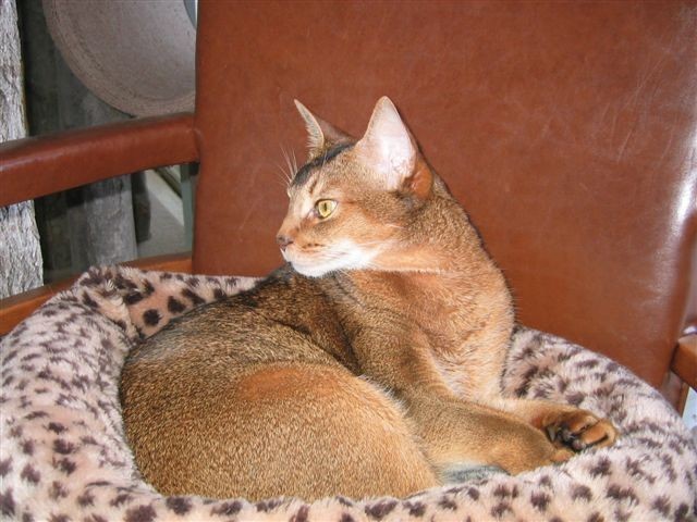 Diabetic Cat Zipper