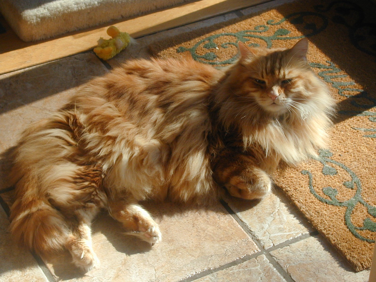 Diabetic Cat Rascal Photo