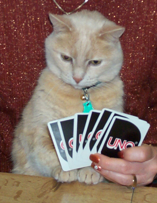 Diabetic Cat Spencer Photo