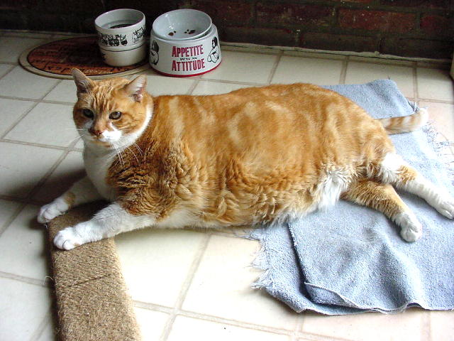Diabetic Cat Tiger