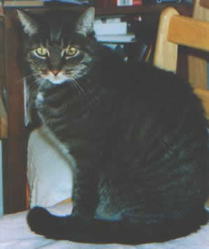 Diabetic Cat Fantom Photo