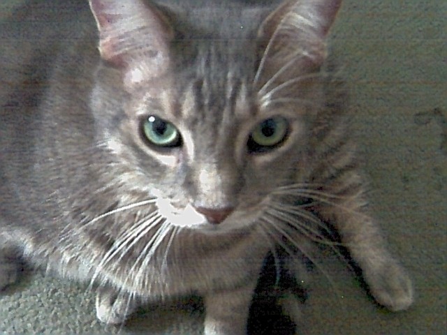 Diabetic Cat Hereford Photo