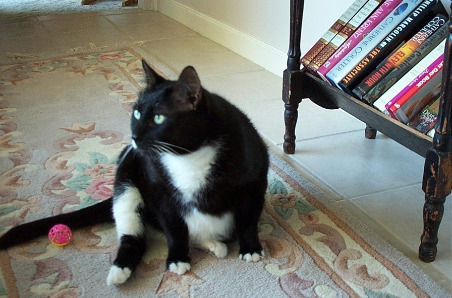 Diabetic Cat Merlin Photo