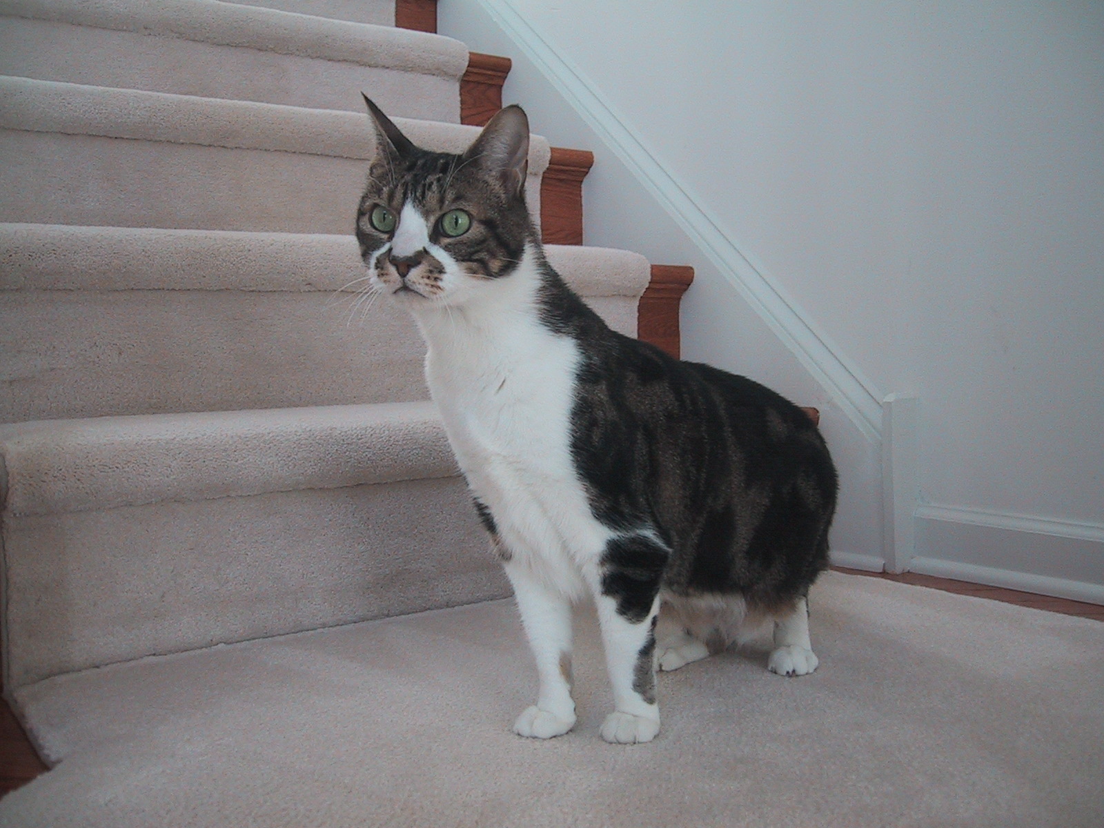 Diabetic Cat Nicky Photo