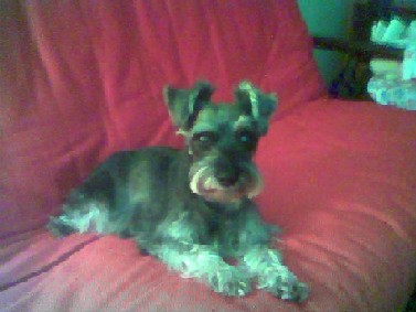Diabetic Dog Kirby Photo